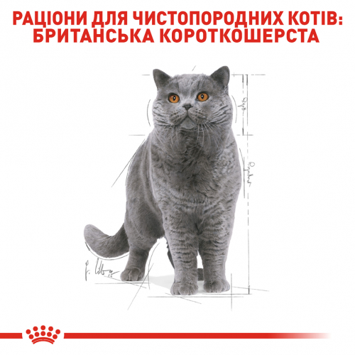 Royal Canin BRITISH SHORTHAIR ADULT Вологий корм для котів британських короткошерстих  від 12 місяців