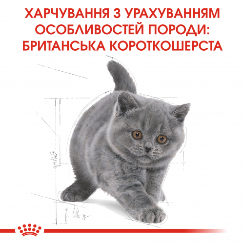 Royal Canin KITTEN BRITISH SHORTHAIR Корм для кошенят породи британська короткошерста до 12 місяців